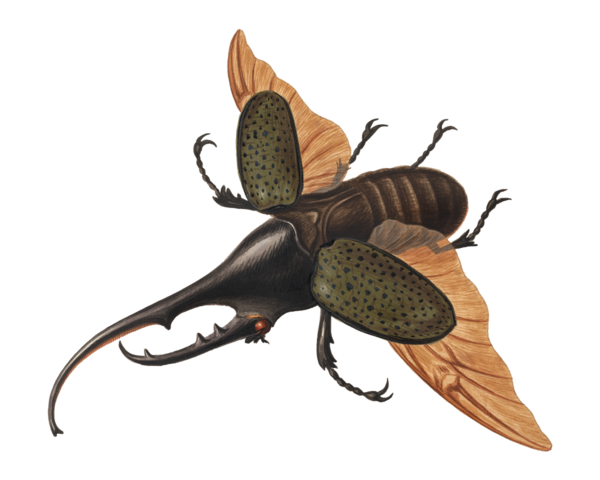 Illustration of a hercules beetle in flight