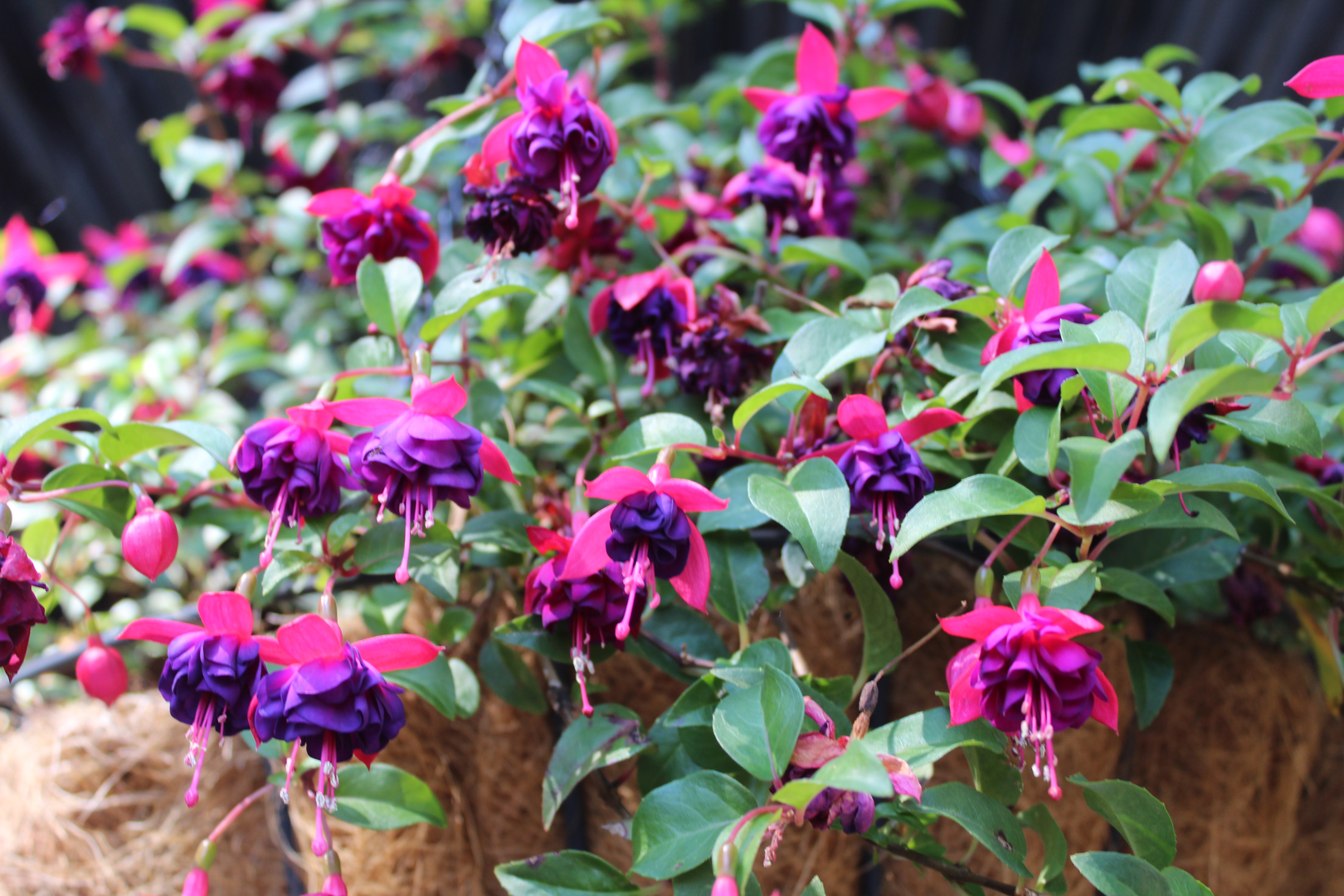 Close-up of fuchsia blooms